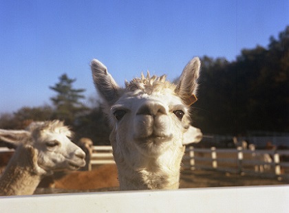 那須アルパカ