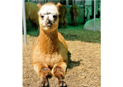 アルパカ
