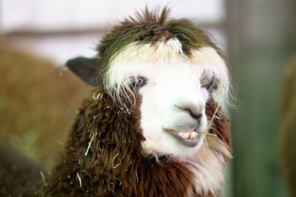 アルパカ