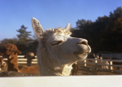 アルパカ表情