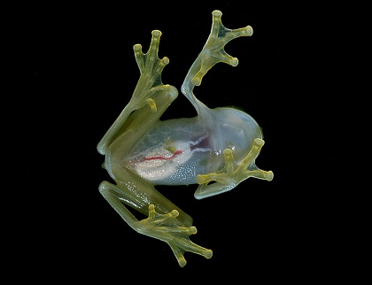 蛙透明