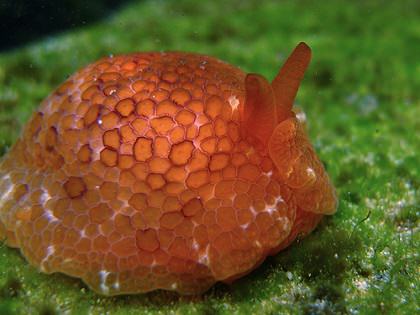 by Sylke Rohrlach_mini