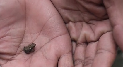 世界一小さいカエル