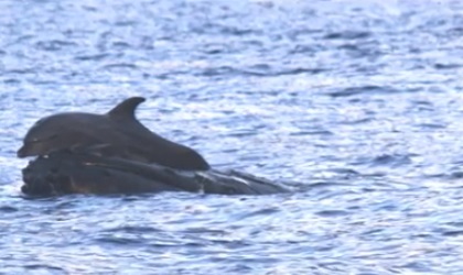 クジラに乗るイルカ