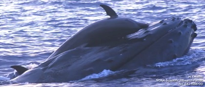 イルカとクジラ