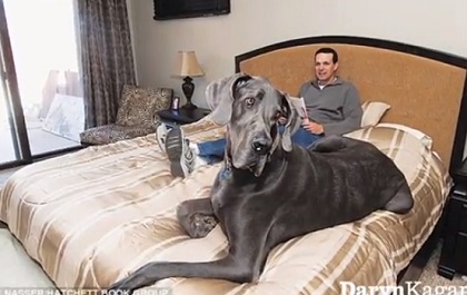 世界 で 一 番 大きい 犬