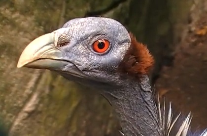 フサホロホロチョウ